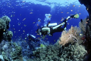 Diving Sicilia: Alla scoperta delle rare bellezze in fondo al mare
